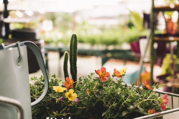 Pocket Garden